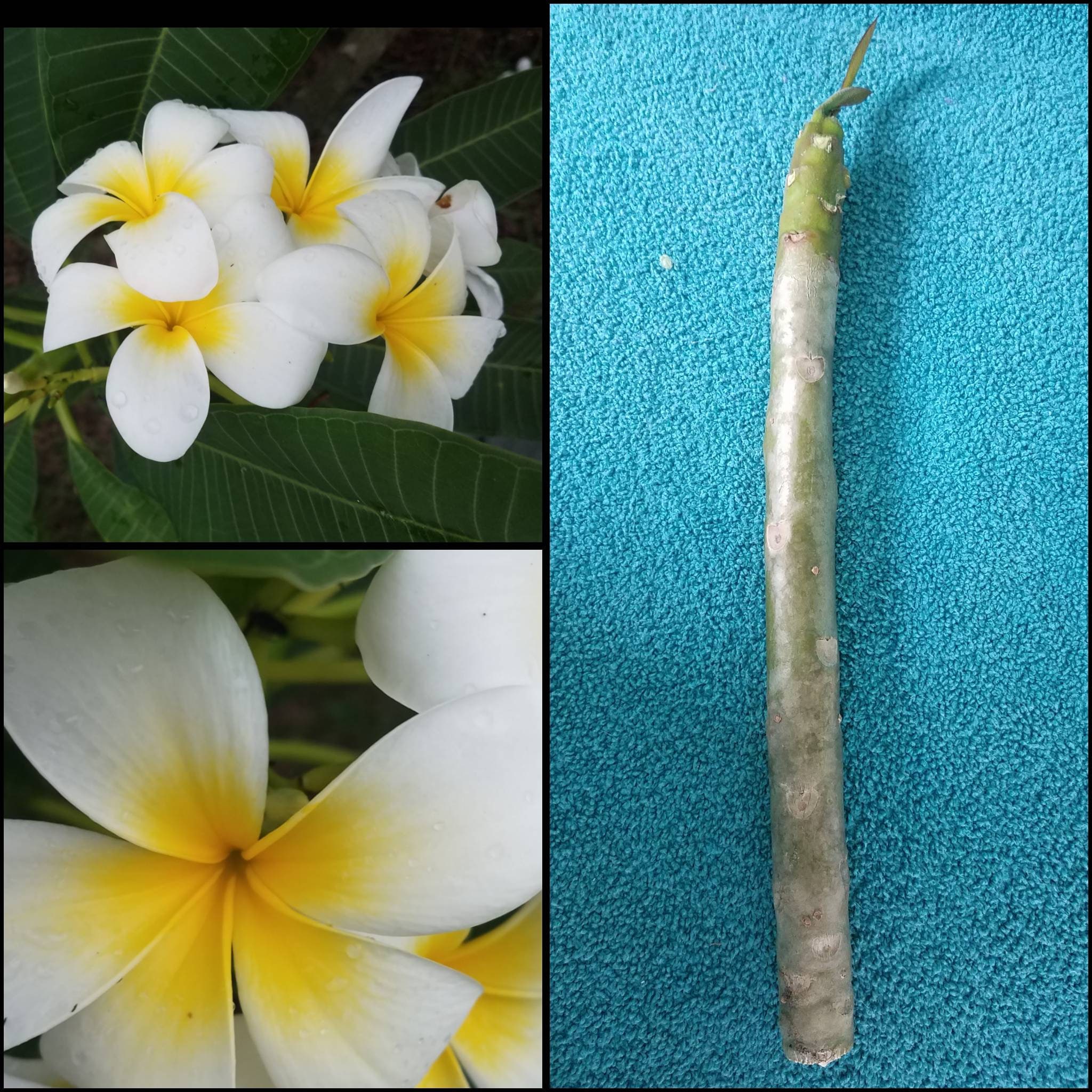 Exotic White & Yellow Plumeria Cutting 10