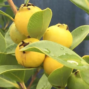 May include: Several round, bright yellow guava fruits growing on a branch with green leaves. The fruits have a smooth skin and a small, dark, star-shaped calyx at the top. Some leaves show small water droplets on their surfaces.