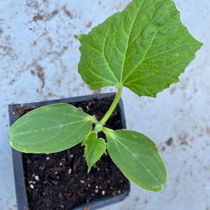 May include: A small green plant with three leaves growing in a black pot filled with dark brown soil.