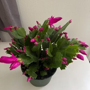 Christmas cactus live plants in a 2” 4”.6” pot / more color options