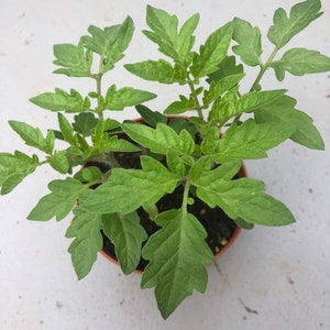 May include: A small green tomato plant growing in a brown pot. The plant has several leaves and is in the early stages of growth.
