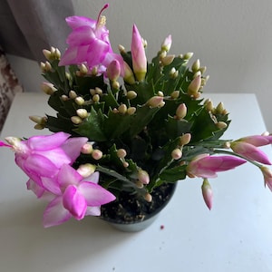 Christmas cactus live plants in a 2” 4”.6” pot / more color options