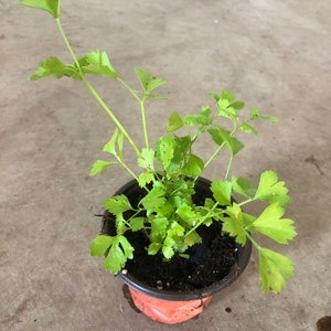 May include: A small potted plant with green leaves. The plant is in a brown plastic pot with dark soil.