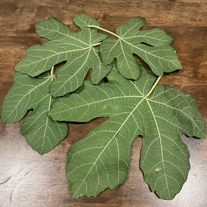 May include: Several fresh green fig leaves with visible veining, placed on a dark brown wooden surface. The leaves display a characteristic lobed form and a vivid green hue, highlighting natural botanical features.