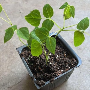 May include: A small green plant with several leaves in a black plastic container filled with soil. The plant has multiple stems and is set against a neutral background.