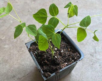 2 winded beans plants in a 4 pot / Non-GMO /Organic
