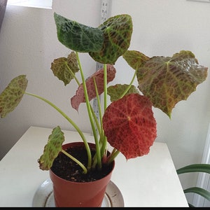 A Begonia Geogoensis live plant with a 6”pot