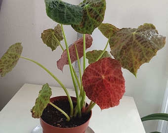 A Begonia Geogoensis live plant with a 6”pot