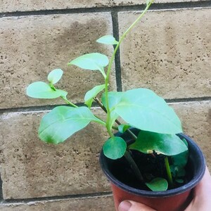 May include: A small green plant with round leaves growing in a brown plastic pot.