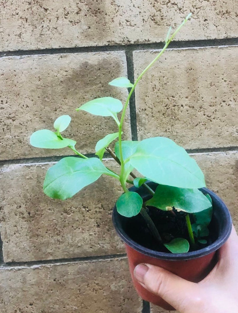 May include: A small green plant with round leaves growing in a brown plastic pot.