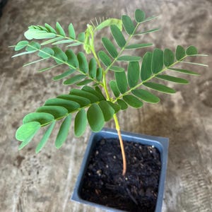 a Tamarind live plant in a 4&#39;&#39; pot /seedings
