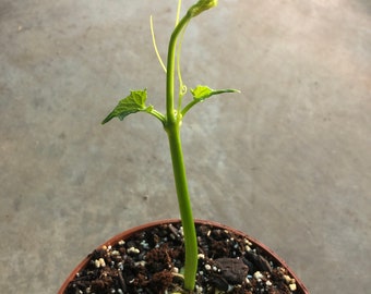 a CHAYOTE rooted live plant in a 6" pot  /a CHAYOTE seed.       Sechium Edule  organic