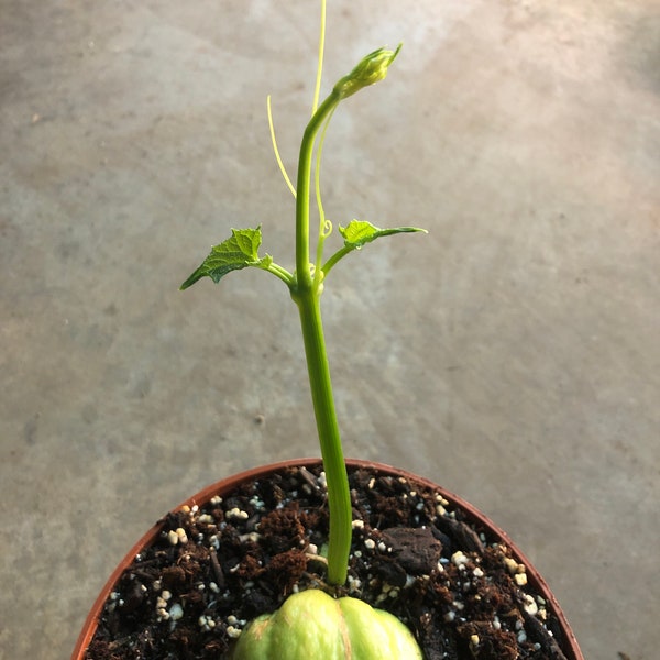 a CHAYOTE rooted live plant in a 6" pot  /a CHAYOTE seed.       Sechium Edule  organic