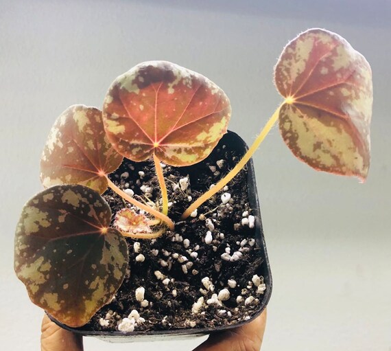 Begonia Nigritarum, Large Terrarium Plant in 4