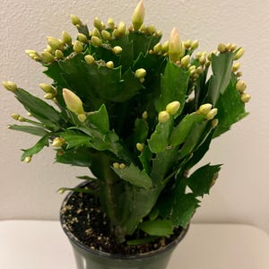 Christmas cactus live plants in a 2” 4”.6” pot / more color options