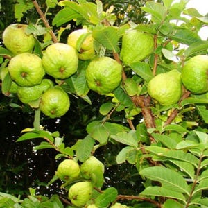 May include: A close-up of a guava tree laden with green, round guavas. The fruits are in various stages of ripeness, some with a yellowish hue. The tree's branches are visible, surrounded by lush green leaves.