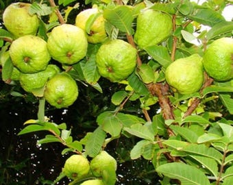 White Guava Tree - 1 Year Old Asian Guava Plant in 4" Pot/ large fruit