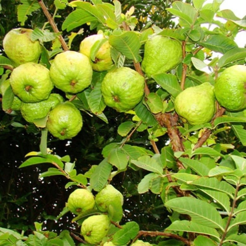 Local Guava Tree White Guava Tree - 1 Year Old Asian Guava Plant in 4