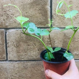 May include: A small potted plant with green leaves growing up a brick wall. The plant is in a brown plastic pot.