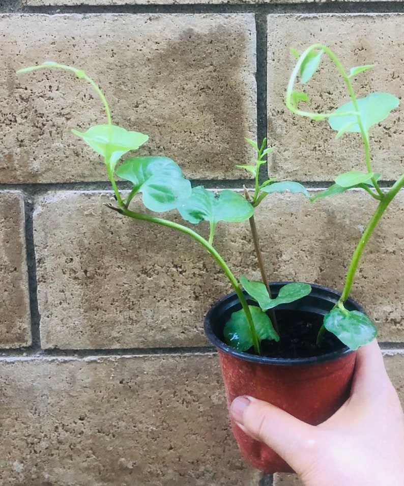 May include: A small potted plant with green leaves growing up a brick wall. The plant is in a brown plastic pot.