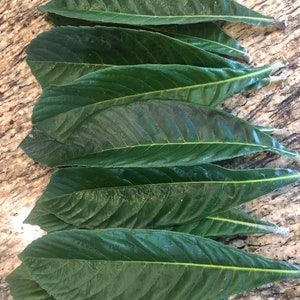 Organic LOQUAT Fresh leaves   tea /dried leaves/herbal remedy