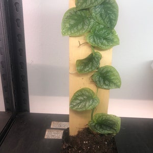 May include: A green and silver variegated plant with heart-shaped leaves growing up a wooden stake. The plant is potted in a black plastic pot with brown soil.