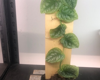 Monstera Dubia Live Plant: Silver Green Vine, 3" Pot or Cutting