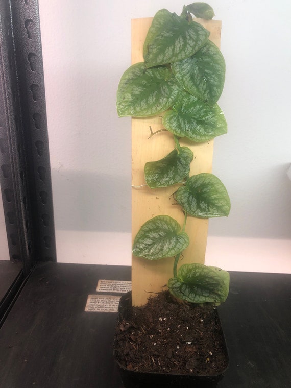 Monstera Dubia Live Plant: Silver Green Vine, 3" Pot or Cutting - Etsy