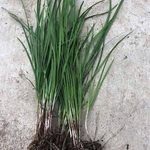 20 Bare Root Garlic Chive Plants(红根韭菜) /20 more Garlic Chive live Plants(红根韭菜) in a 4&quot; pot/ Chinese Garlic Chives, Herbs , Organic grow