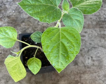 A cape gooseberry live plant in a 4'' pot /seedings