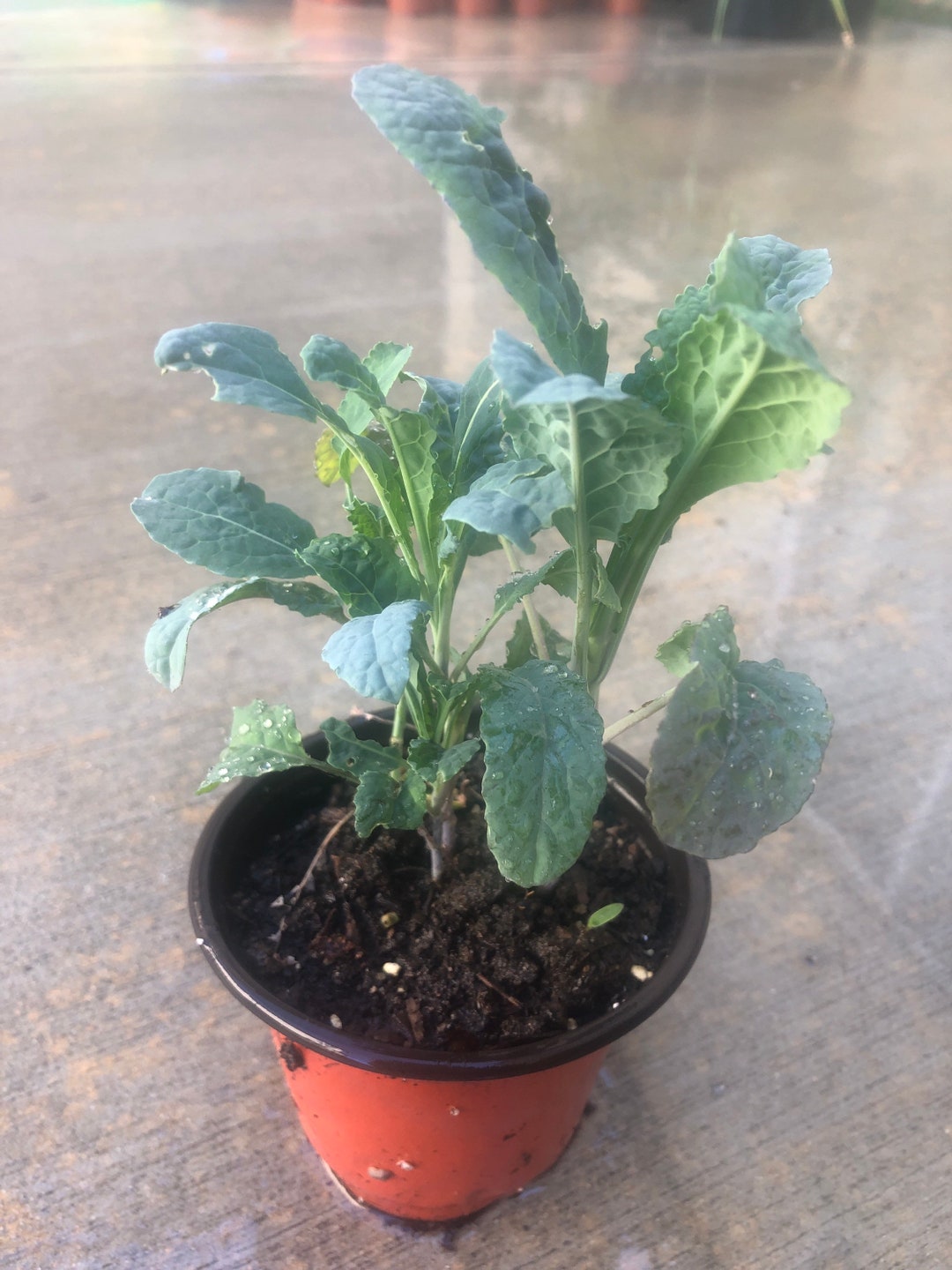 3 Lacinato Kale Plants Live in a 4 Pot /dinosaur Kale or Etsy