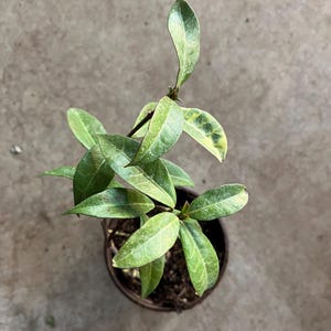 A star Jasmine live plant in a 4” pots.