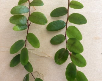 2 Marcgravia sintenisii cuttings