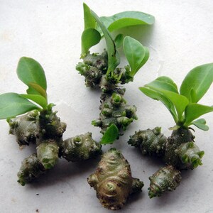 May include: Close-up of five small green plants with knobby, brown roots. The plants have multiple leaves and are arranged on a white surface.