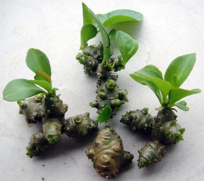 May include: Close-up of five small green plants with knobby, brown roots. The plants have multiple leaves and are arranged on a white surface.