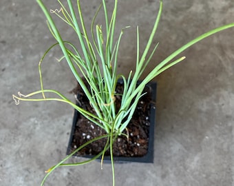 Organic Green Chinese Onion, Bare Roots or Live Plant