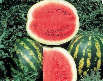 2 watermelon “Crimson Sweet “plants in a 4" pot / Organic