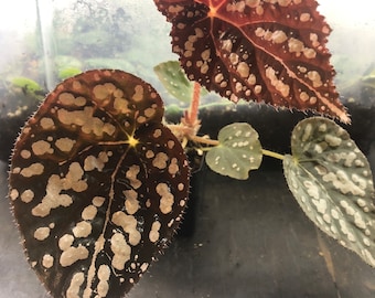 May include: Two begonia leaves with a spotted pattern. The leaves are dark green with white spots. One leaf is red with white spots.