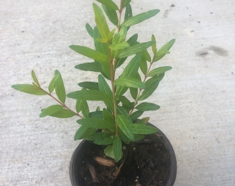 Albero vivo di melograno / Piantina non OGM