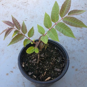 A one year  rooted live Chinese toon tree in a 6” pot, 12” tall , organic growth