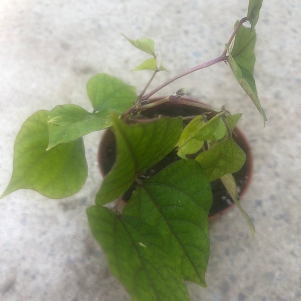 a Dolichos lablab bean plant in a 4'' pot /hyacinth  bean /Bonavist bean  Organic