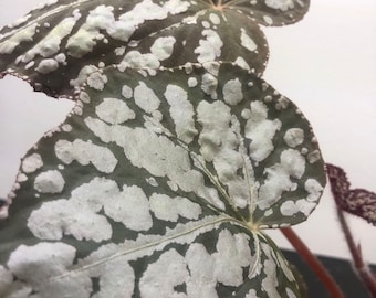 A Begonia Betsy  4" Pot REX Live Plant/13"high