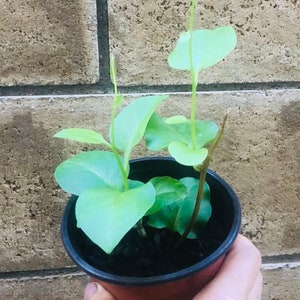 May include: A small potted plant with light green leaves growing in a black plastic pot. The pot is sitting in a hand.
