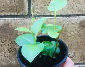 2 branches of rooted Madeira-vine in a 4" pot   live plant  / 藤三七  Anredera cordifolia   Medicinal
