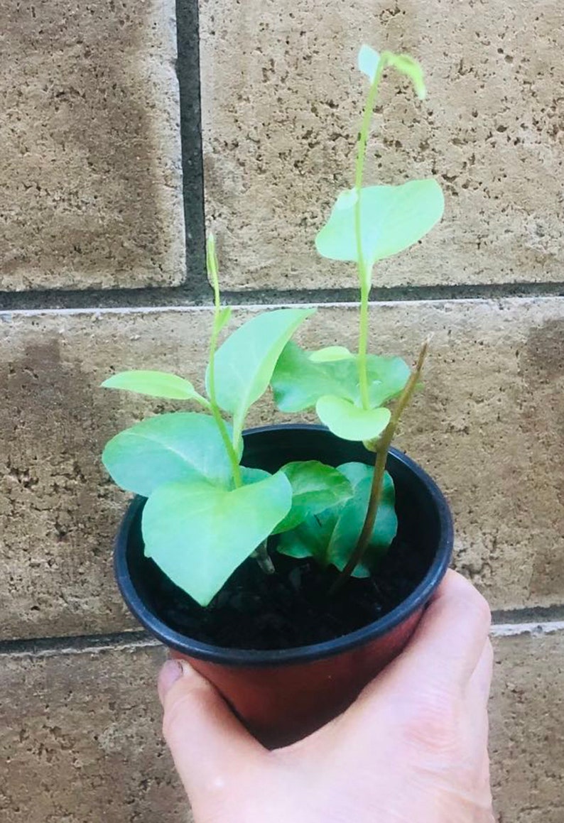 May include: A small potted plant with light green leaves growing in a black plastic pot. The pot is sitting in a hand.