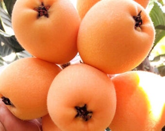 A one year Loquat live tree around 8” around tall , Large fruit