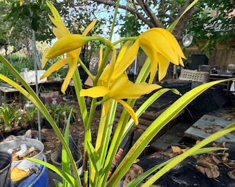 Rare Cymbidium ensifolium ‘Golden Elf’ HCC/AOS | In Spike | Golden-Tip Variegated Foliage | Fragrant Orchid