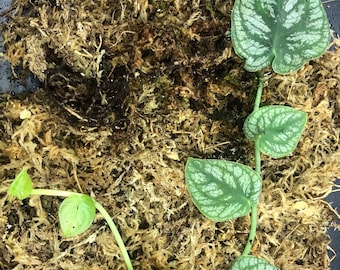Monstera Dubia Plant