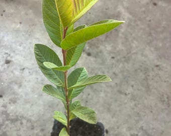 one year Guava( red inside)Tree 8”around - in a 4” pot /