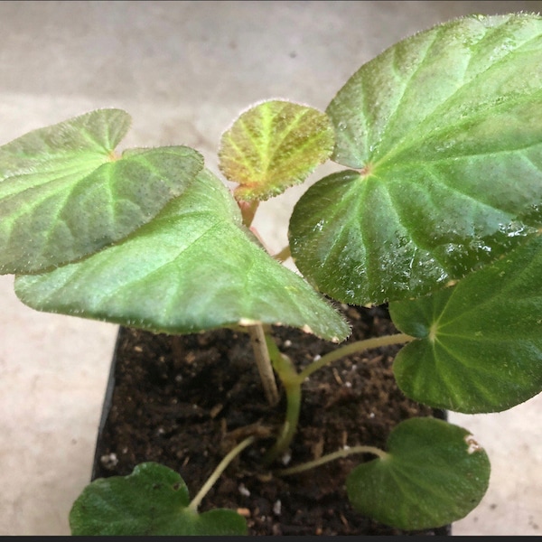 Begonia Manaus Live Plant in 3”pot